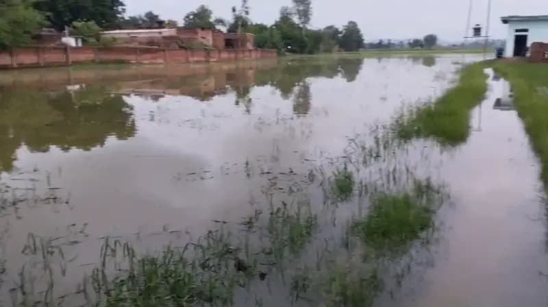 सात साल से जलभराव की चपेट में चार बीघा धान की फसल, कर्ज में डूबा किसान परिवार