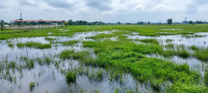 बाढ़ की भेंट चढ़ा समृद्धि वन का पौधारोपण महायज्ञ, पांच हजार पौधे हुए खराब