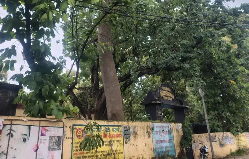 जर्जर गलगल का पेड़ दे रहा हादसे को दावत