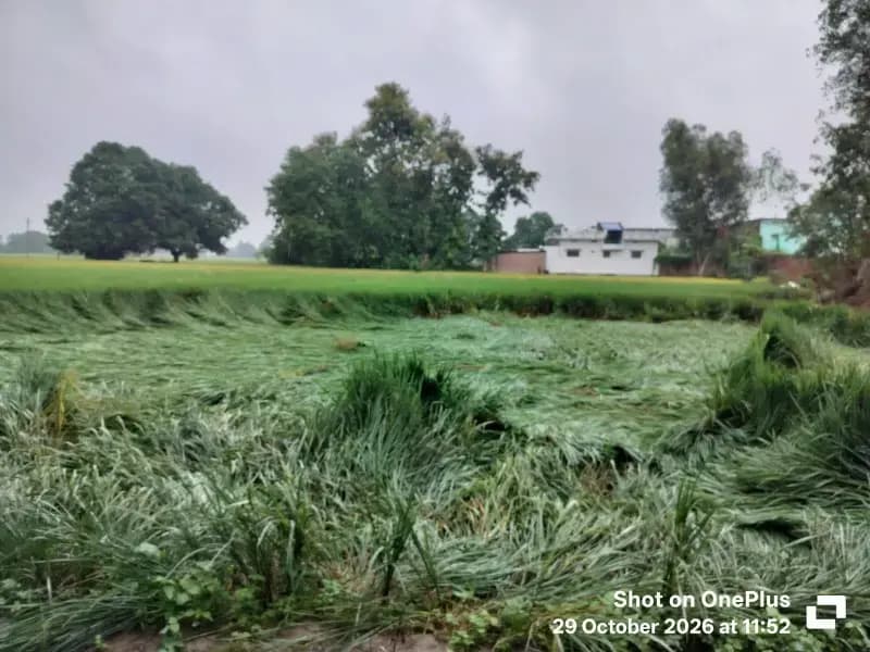 अर्नव के कहर से खेतों में गिरी धान की फसल, पैदावार प्रभावित होने की आशंका