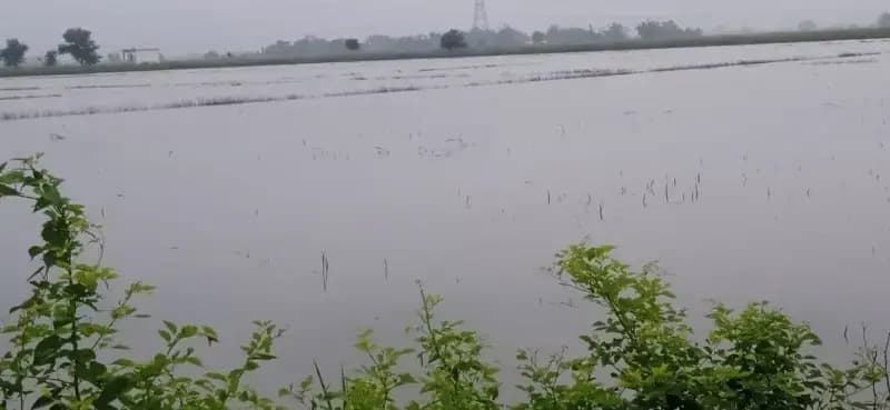 करईल क्षेत्र के आधा दर्जन गांव बाढ़ की चपेट में हजारों बीघे धान की फसल डूबी, किसान परेशान